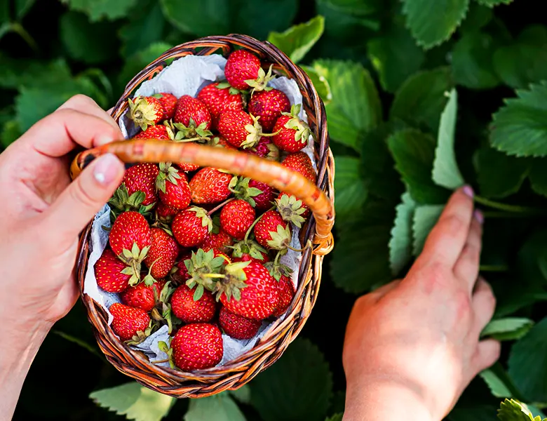 cottage3-contact-pic1